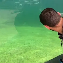 Subtle 😂 #fyp #foryou #foryoupage #foryourpage #subtle #looking #hahaha #funny #seal #dontlook #whatyoulookingat #staring #brilliant #staringproblem #wildlife #sealife 