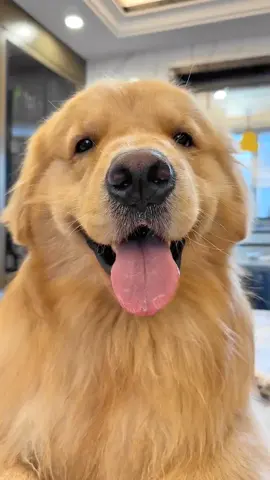 Random kiss from a passing friend, love you 😘#goldenretriever #dogsoftiktok #kiss #fyp 