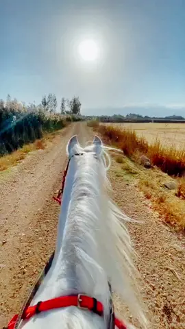 عەرەب دەڵێ (كل حلوين قصار): هەموو جوانەکان کورتن💔  #ئەسپ_سوارەکان #ئەسپ_سواری #aspswarakan #aspswarakan2021❤️#horses #kurdistan 