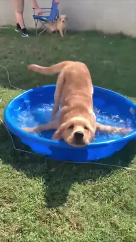 Cute and funny dogs comp 🐶😂 #dogsoftiktok #dog #dogs #doglover 