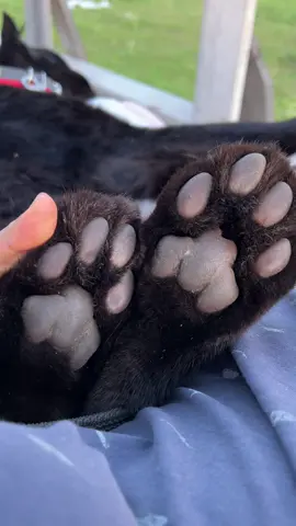 Привет друзья! Нас давно не было,но теперь мы вернулись ❤️ пожалуйста,поддержите нас лайком и комментарием😸 и это наш единственный оригинальный аккаунт, образовался наглый фейк @homecatluna  который ворует наши видео! Сейчас мы активно возьмемся за то,чтобы их наказали за мошенничество и то что они выдают себя за нас,будем рады если вы пожалуетесь на этотаккаунт!
