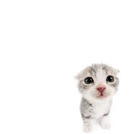 gostaram do gatinho?  #foryou #fyp #meupaiéfoda #meupaiefodaeusoufodinha 