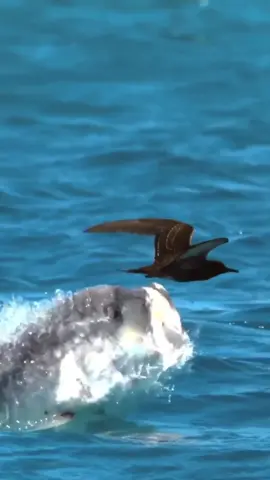 Giant Fish Tries to Catch low Flying Bird… #fish #bird #trending 