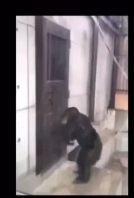 Monkey knocking the door meme