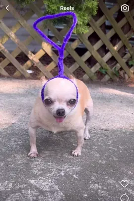 Tinky-Winky • Dipsy • Laa-Laa • Po #teletubbies #chihuahua #dog #funny #teletubby #tinkywinky #Dipsy #laalaa #po #teacup 