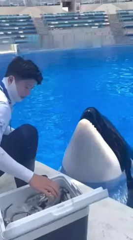 Orca loves ice #orca #trending #viralvideo #wild #fyp #nature #forest #water 