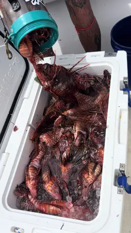 A nice Nate special! 75 pounds for the day roughly. Invasive Lionfish is our game! Thank you everyone for your support with donations, likes, follows and comments!  Y’all are the best. ##lionfishdelray##lionslayer##forceescuba##showusyourzk##halcyondivesystem##gopro##gopro10##lionfish##forcee