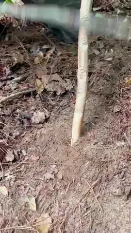 Worm Whisperer: Summon Nature's Wranglers with a Simple Stick Technique! #WormWhisperer #NatureCalls #GroundGrooves #StickSummon #WormWonders #RubTheRightWay #EarthlyEchoes #BaitBasics #fyp #howto #NaturalNudges #FishingFinesse #PrepperProTips #OutdoorOptimizations #BaitBuddies #WrigglingRitual #StickSkills #SummonWithSticks #EarthwormEnigma