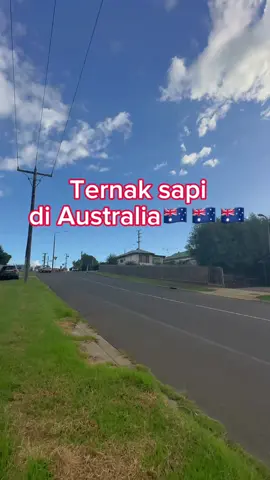 apa emang sapi Indonesia aja ya yg agak brutal kalau nggak diikat? 😂😂😂 #whvaustralia #australia #whvindonesia #kerjaaustralia #whvvisa #minivlog #vlogwhv #pejuangwhv #grantedvisaaustralia #workingholidayaustralia #whvholder #fyp ##fypシ゚viral #kerjaluarnegeri 