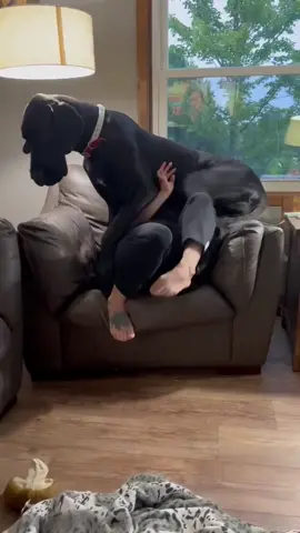 Lap dog life stop 🛑 moving human I just got comfortable.  #lapdog #greatdanesoftiktok #dogsoftiktok #greatdanelife 