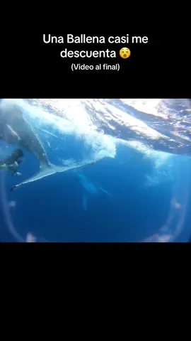 Por suerte ni me entere, que estuvo mal de mi parte? 🐋🤯  No debi de haber saltado del barco pero como todos los de antes saltaron me dio igual, tambien pude haber puesto mas atencion hacia la direccion a donde la ballena iba, no la vi y entrando al agua me quede sin ver por el visor lleno de agua. #ballenajorobada #tonga #mauotero 