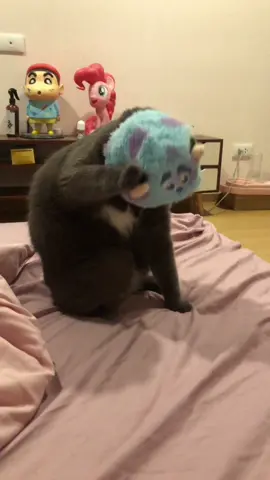 หนูไม่ชอบซารีแวนหรอลูกกกกกกก #Zero #1ปี16วัน #เด็กอ้วน #ทาสแมว #ซีโร่เป็นแมวตลก🐱🙊🐒 