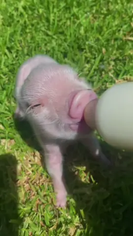 So cute #cuteanimals #fyp #babypig 