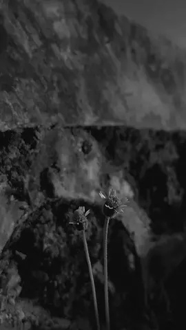 Silahkan ☺️ . . #fypシ #hendivv🌜 #bismillahfyp #reminderislamic #reminder #foryou #islamic_video #arabicsong #mentahan #fyp #qoutes #madura #unity_🖤🎧 