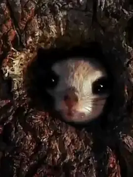 flying squirrel#animal #tiktok #fyp #wildanimals #animal #animalworld 