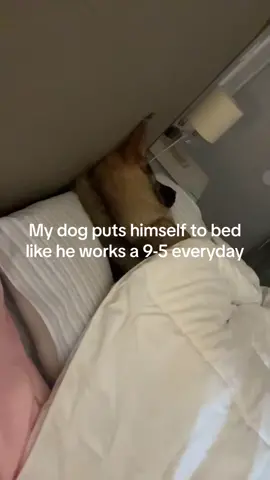 Video got taken down at 4million likes 😢 lets try this again 🤣 #germanshepherd #gsdoftiktok #puppylove #dogsoftiktok #germanshepherdsoftiktok #gsdlife #fypシ 