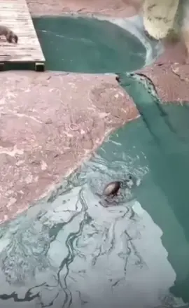 shake that #otter #dancing 