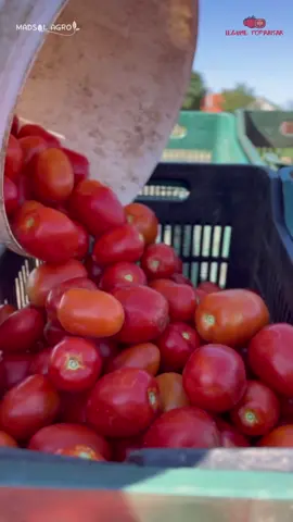 Culesul tomatelor, activitatea noastra preferata de vara aceasta 🍅 #agriculture #vegetables ##legume##constanta##veggies##organic##foodporn##food##semintelegume##tomatoes##gardening