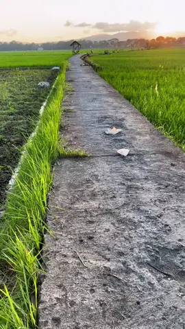 ☕#wiwitandogingeti #sawah #sunset #jawapride #fyp #wonosobo24jam 