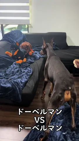 茶色vsドーベルマン　#ドーベルマン #doberman #dobermanpinscher #dobie #dobieteam #dobermannpuppy #大型犬 #ドーベルマンと暮らす 