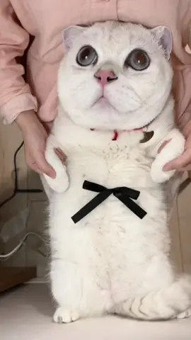 #cat #cute 