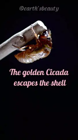 The golden Cicada escapes the shell #shorts #cicada 