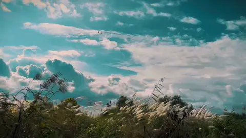 Nhạc này cảm thấy yêu đời thế nhờ.. #xuhuong #violetlmt #chill #edit 