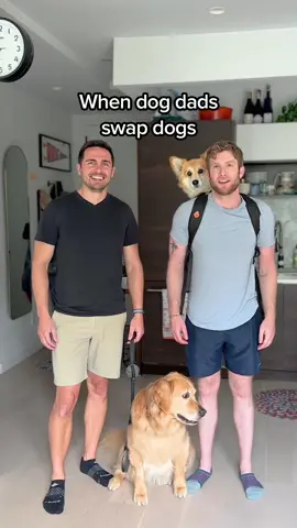 I don’t think the 2nd one was a smile lol #goldenretrieverlife #corgisoftiktok #dogdad 