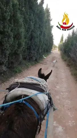 الوجه الحقيقي للمرأة التونسية الكادحة 🇹🇳 المرة هاذي حبيت نوريكم عمتي تغني و عاملة جو و احنا مروحين من السانية 🇹🇳 #تونس #tunisia #ليبيا #libia #الجزائر #algeria #المغرب #marroc #فرنسا #france #ايطاليا #italy