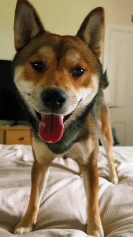 I can’t cope with those bottom teefs 🦷 🥹 #cute #kawaii #shiba #shibadog #shibe #doge #shibainu 