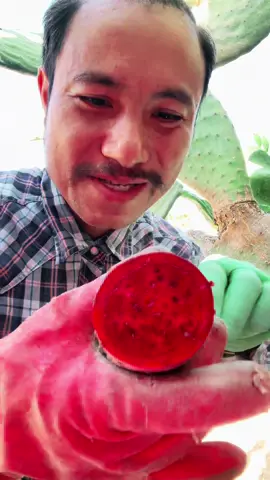 #กินโชว์ #tiktokพากิน #กระบองเพชรกินได้ #cactus 