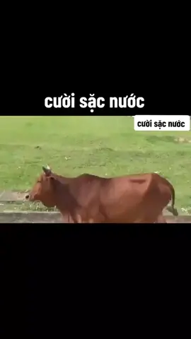 anh khoa nào còn nhẩy thì hộ cô ấy cái.🤣🤣🤣🤣🤣@#hài #haiduong 