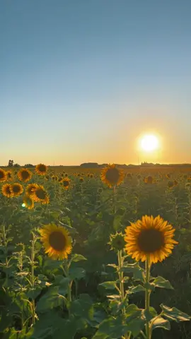 🌻🌻🌻🥹 #campodegirassol #sunflowerfield #pordosol #flowerlovers #floral #toscana #cottagecoredream #cottagecore 