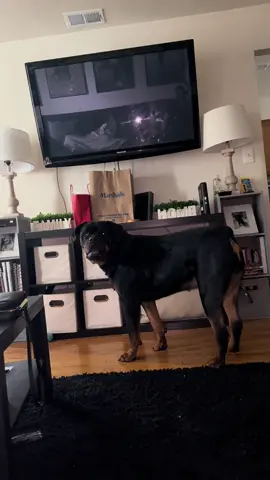 BLAKE UNDERSTANDS EVERY WORD 🤣😭🤣 #rottweiler #PetsOfTikTok #dogsoftiktok #rottiesoftiktok #rottie #rottiesoftiktok #rottie #rottweilersoftiktok 