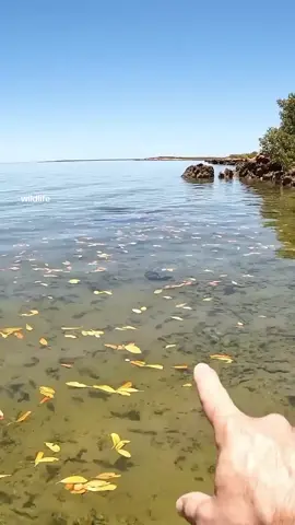You know it's a serious threat when the aussie is careful#wildlife 