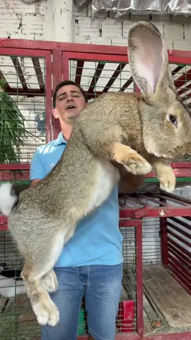 Giant bunny #rabbit #bunny #giantbunny 