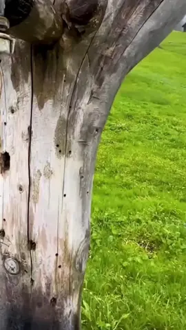 يالله ياللي ما يخيب الرجاء به #شيلات #شيلة #بدون_موسيقى #شيلات_روعه_خواطر_ذوق #تصميم_فيديوهات🎶🎤🎬 #تصميمي #تصميم @FAYEZ.S 