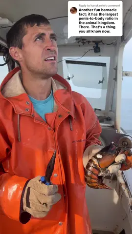 Replying to @hanskawin. Ya learn something new every day. #maine #oceanlife #lobster #lobsterfishing #commercialfishing #lobstertok #fy #fyp #interesting #🦞 #sustainable #eatseafood #fishing #ocean #educate #didyouknowfacts #DidYouKnow #funny #comedy #😂 