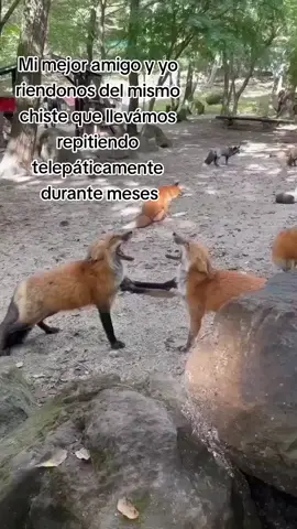 No se no tengo #memeanimal #memestiktok #memes #meme #meme #animal #animals #animalmemes #animalmeme 