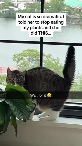 The cat’s SCREAM caught me off guard 😭😭😭🚨Follow @Pubity for your daily dose of uplifting content 🚨 #Pubity (@Addison Black via @collab)