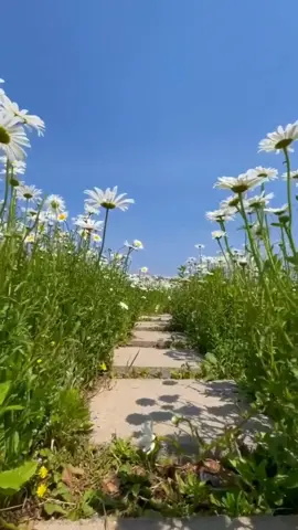 MENTAHAN VIDEO BUNGA YG INDAH DI PAGI HARI #bunga #pagi #langit #cinta  #Love #fyp #FYP #santai 