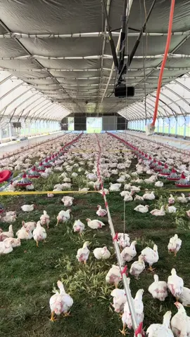 **Higher Nutrient Content Alert!**  Our chickens have access to a diverse diet of insects, grass, and other plants 24/7.  As a result, their meat tends to be richer in essential nutrients like omega-3 fatty acids, vitamins (A, E, and D), and minerals (iron and zinc). 💪🏽 . . . . . #pasturebird #thecleanchicken #pasturepoultry #pastureraised #freshprotein #foodismedicine #farmerpaul #farmlife #familyfarmlife #georgia #farmer #chicken #tranparency #farm #nutrientdense #zinc #onega3 #iron 