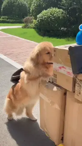 Look at the lovely and cute dog pushing the cart to help the owner #funnydogvideos #dogsvideo #dogsoftiktok #idoldog #fyp #dogsvideoontiktok #xuhuongtiktok #hihaahiii🤣🤣 