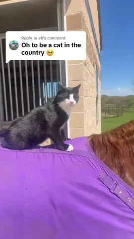 Replying to @eh #catsoftiktok #cat #catlover 