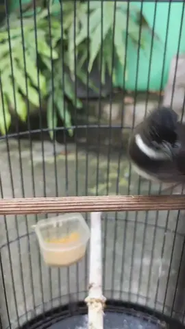 Unik nih guru vocal buat murai yg indah 😁 SIKATAN KIPAS lagu full ngebrem, konslet, gacordor siang malam, di goda atau pun tidak tetep darderdor bocor bgt #CapCut #pastol #muraipastol #fyp #viral #sragen #omkicau #jawarakicau #muraibatu #sragenhitz #masteran #masteranmuraibatu 