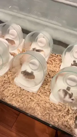 Đại hội thể thao của Robo 🤣 #hamster🐹 #pet #cute #nếp🐻‍❄️ #xuhuong 