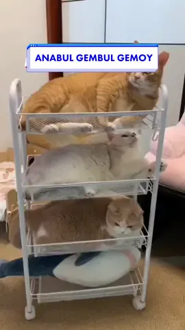 Yakin kalian gamau anabulnya gembul kaya anabul aku???? buruan deh cek keranjang kuning sekarang .. #fyp #animalsoftiktok #vitaminanabul 