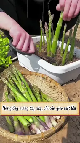 Hạt giống Măng Tây F1 #măngtay#hạtgiong #tıktok_türkiye_kesfet_ferdi_tayf 