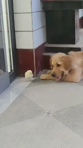 🐥🐥🫣#puppy #cute #puppylove #dog #cutedog #funny #funnyvideos #happy #Love #yummy 