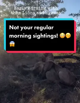 Imagine starting your day with Sightings like this ! It is spectacular!  #africa #africanwildlife #spiceyelle #wildlife #nature #animal #animals #animalsoftiktok #safari #gamedrive #adventure #lions 